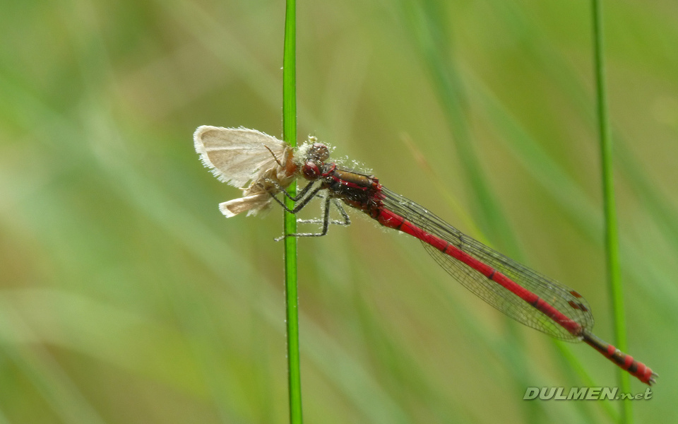 Large Red Damsel (Male, Pyrrhosoma nymphula)